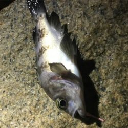 極寒メバリング