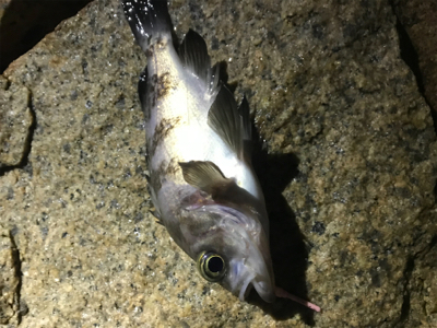 極寒メバリング