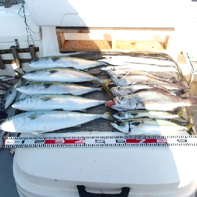 SOUTH(サウス)釣果