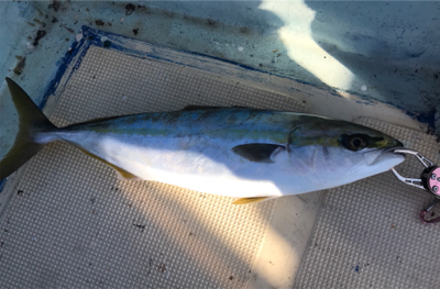 天気はいいのにょ
