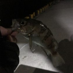 今年初フィッシュ！