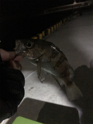 今年初フィッシュ！