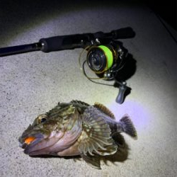 メバリングのはずが