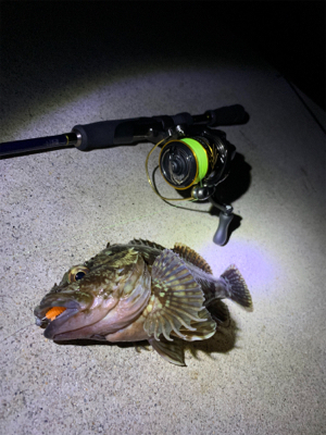 メバリングのはずが