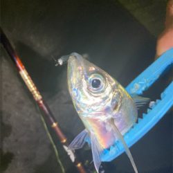 アジが良く釣れました
