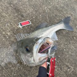 初ランカーサイズ