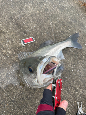 初ランカーサイズ