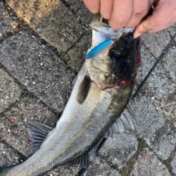 シーバス、タケノコゲット