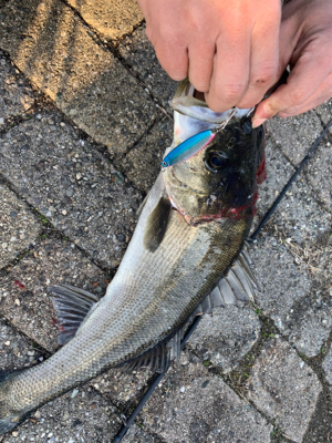 シーバス、タケノコゲット