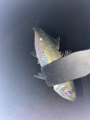 フロートアジング