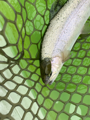 エリアトラウト  ボトムスプール