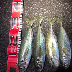 またアジですいません。