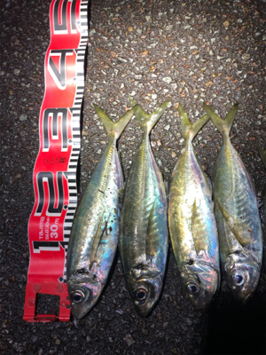 またアジですいません。