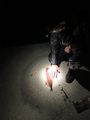 まだ早いかと思いきや