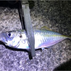 アジングのゲスト