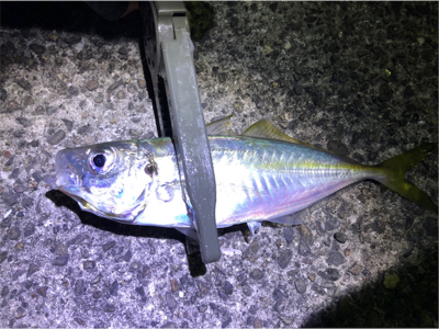 アジングのゲスト