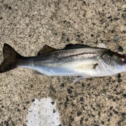 淡路島コブダイ狙い
