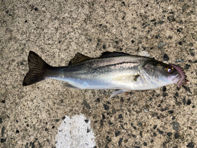 淡路島コブダイ狙い