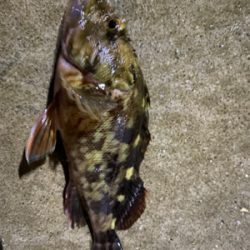 のんびりアジ調査