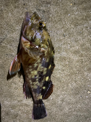 のんびりアジ調査