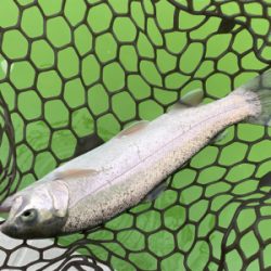 短時間エリアトラウト