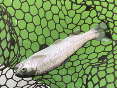 短時間エリアトラウト