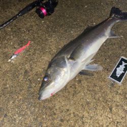 久々シーバスゲーム（自粛散歩編）