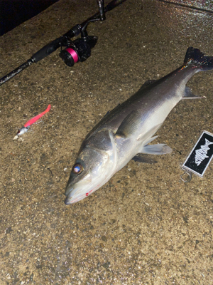 久々シーバスゲーム（自粛散歩編）