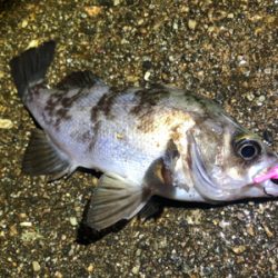 漁港内メバリング