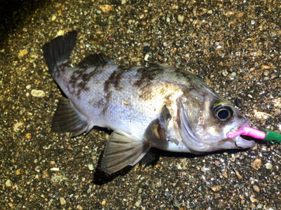 漁港内メバリング