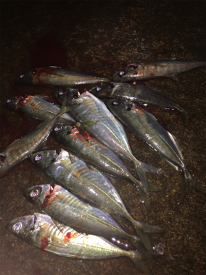 反則ガルプアジング