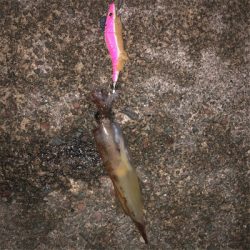 2021 佐渡ヶ島 ヤリイカエギング