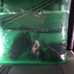 メバリング満喫