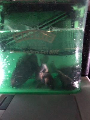 メバリング満喫