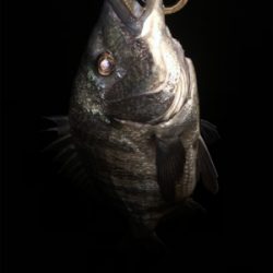 少し活性上がってる?