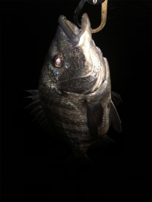 少し活性上がってる？