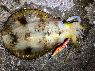 潮の流れ〜に身をまーかせ〜♬