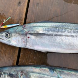 まだサゴシさん居ます