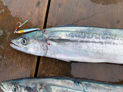 まだサゴシさん居ます