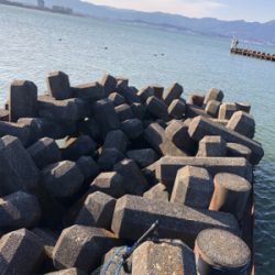 今年初フィッシュ