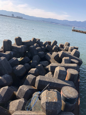 今年初フィッシュ