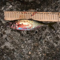 まさかの展開でアジが