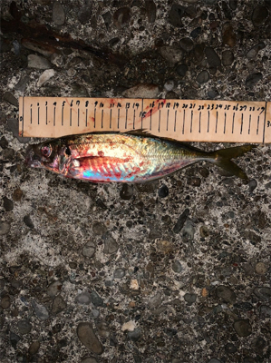 まさかの展開でアジが