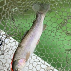 短時間トラウト