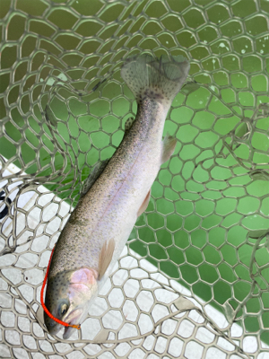 短時間トラウト