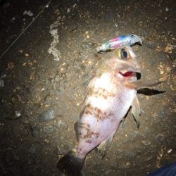 爆風メバリング