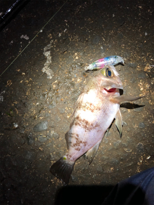 爆風メバリング