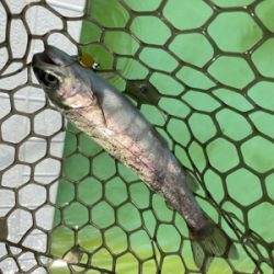 エリアトラウト