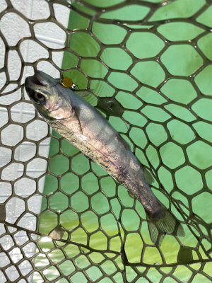 エリアトラウト