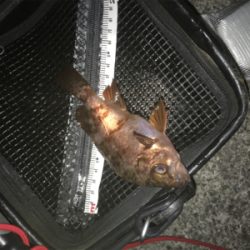 メバリング始動❗️